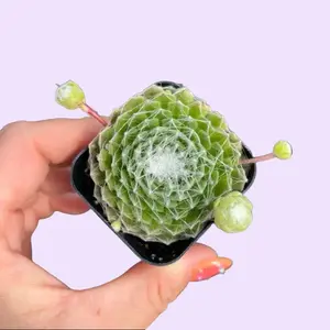 Sempervivum Cobweb / Cold Hardy Succulent Plant