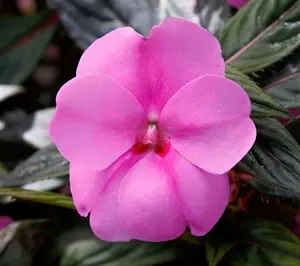 Cottage Farms 3pc Lavender Splash SunPatiens