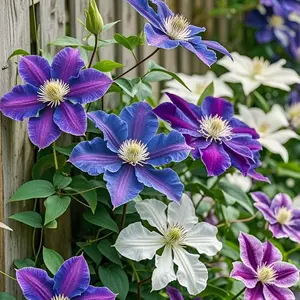 Clematis Seeds 300 Count Pack for Planting – Ornamental Clematis Vine Flower Seeds for Backyard Trellises, Patio Planters, Balcony Pots and Decorative Garden Displays – Seeds Only, Not Live Plants