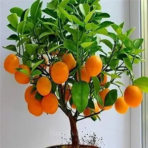 21 Meyer Dwarf Lemon Seeds – Fragrant Evergreen Tree, Low Maintenance, Ideal for Containers, Patios, or Garden Fruit Plants
