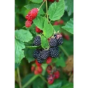 Triple Crown Blackberry Plants