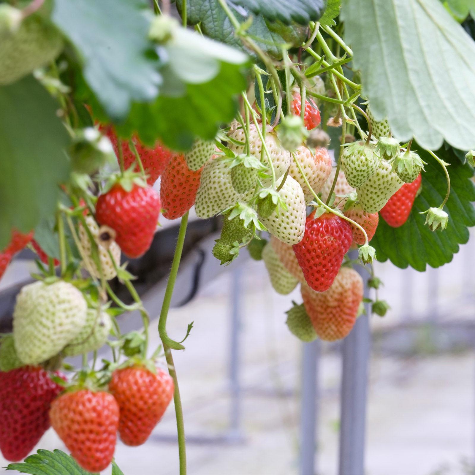 Humic Acid & Fulvic Acid Organic Fertilizer Used to Increase the Yield of Vegetables and Fruits, Revive Grassland, Increase the Vitality of Plant Roots,  Improve the Soil of in Door & Out Door Plants, Promote the Development of Beneficial Soil Bactaeria