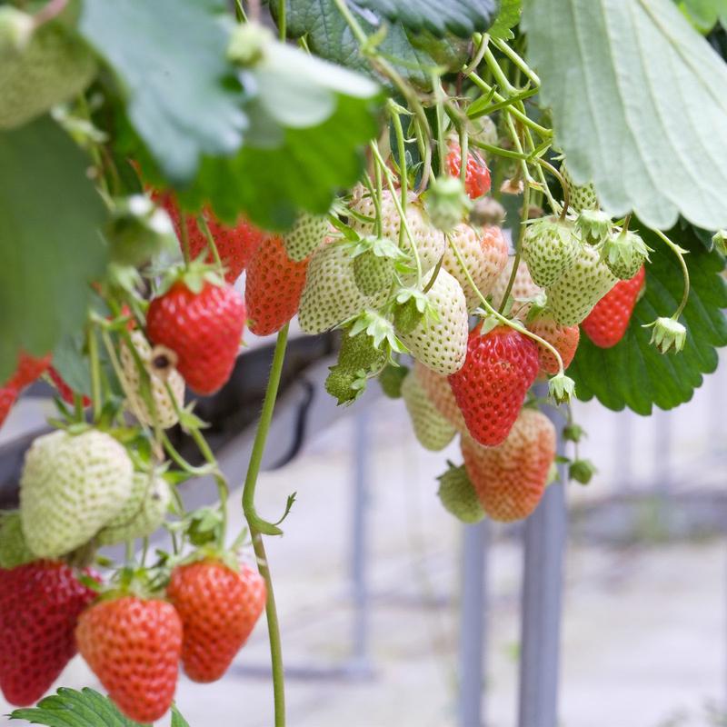 Humic Acid & Fulvic Acid Organic Fertilizer Used to Increase the Yield of Vegetables and Fruits, Revive Grassland, Increase the Vitality of Plant Roots,  Improve the Soil of in Door & Out Door Plants, Promote the Development of Beneficial Soil Bactaeria