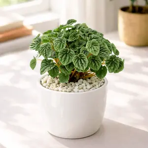 Peperomia Ripple Green