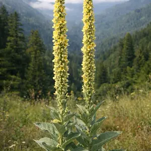 Mullein Seeds | Sacred Medicinal Herb Seeds
