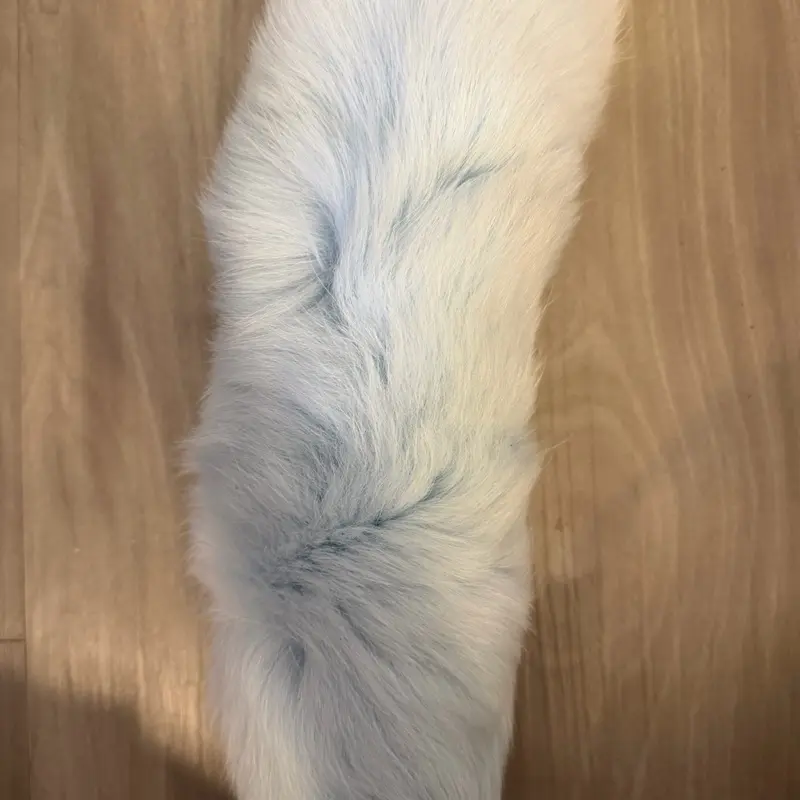 Baby blue faux tail