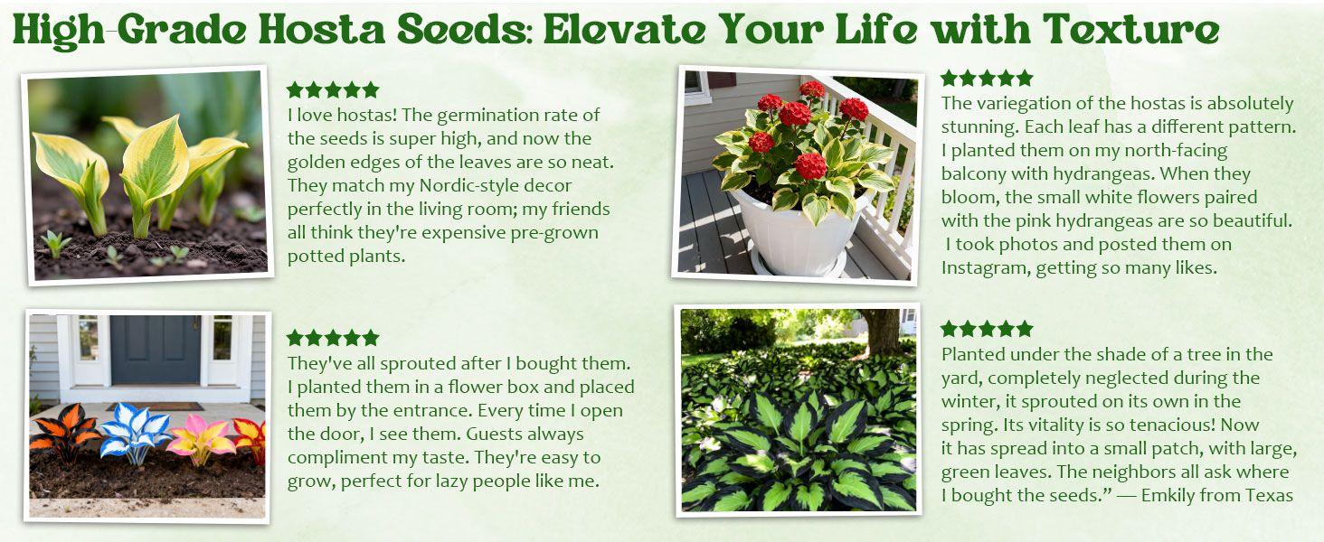 Hosta Seeds – Perennial Shade Plant for Garden and Yard Plant Seeds Rare Hosta Flower Seeds for Perennial Shade Garden Ornamental Foliage for Landscaping Outdoor Easy To Grow Hummingbird Attractors Family Activity