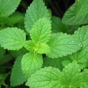 Catnip Toys Balls 4 Pcs, Extra Cat Energy Ball, Edible Kitten Silvervine Toys, Healthy Kitty Teeth Cleaning Dental Chew Toys, Cat Wall Treats Cat Stuf