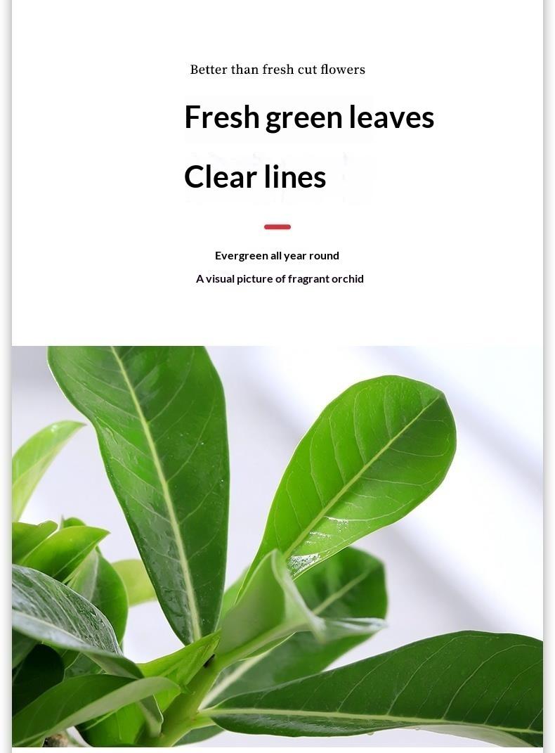 Desert Rose Live Plant Adenium Obesum - Drought Tolerant Low Maintenance Succulent for Indoor Outdoor Bright Sunlit Patio Garden Decor