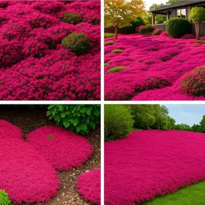 30,000 Tiny Red Creeping Thyme Seeds (Thymus praecox) - Bulk Perennial Ground Cover for Lawns & Gardens, Aromatic Low Maintenance Plant, Drought Tolerant & Pollinator Friendly