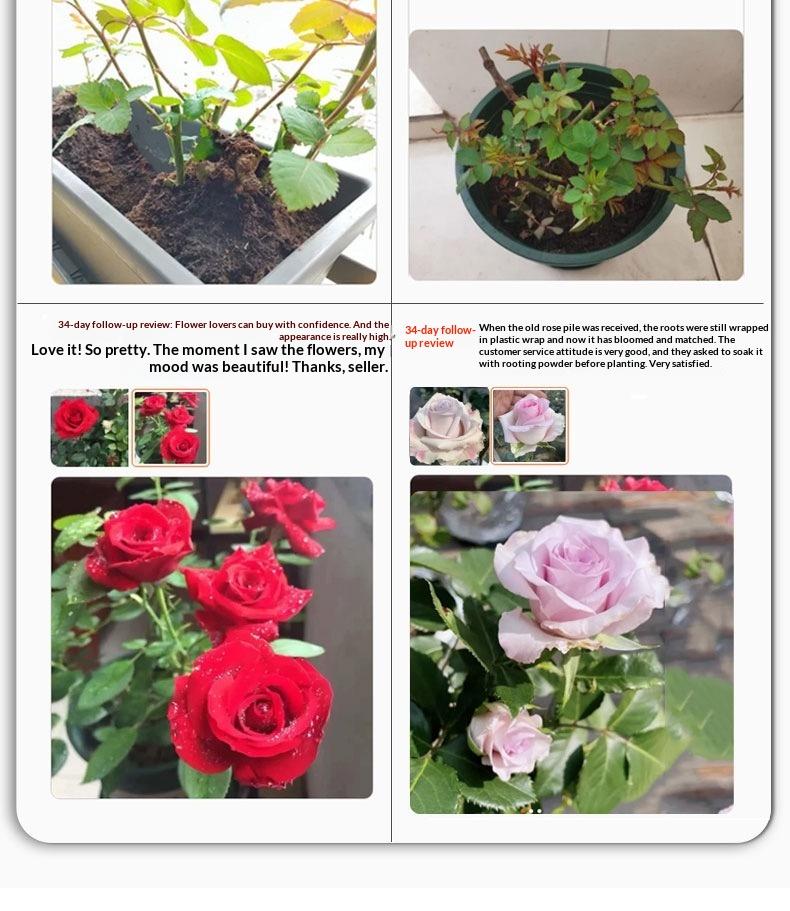 5-10 Inches Hardy Live Rose Shrub Ready to Grow Perennial Seedlings Direct Planting for Landscape Borders Country Garden Flower Beds Unique Form Stable Flowering Strong Adaptability