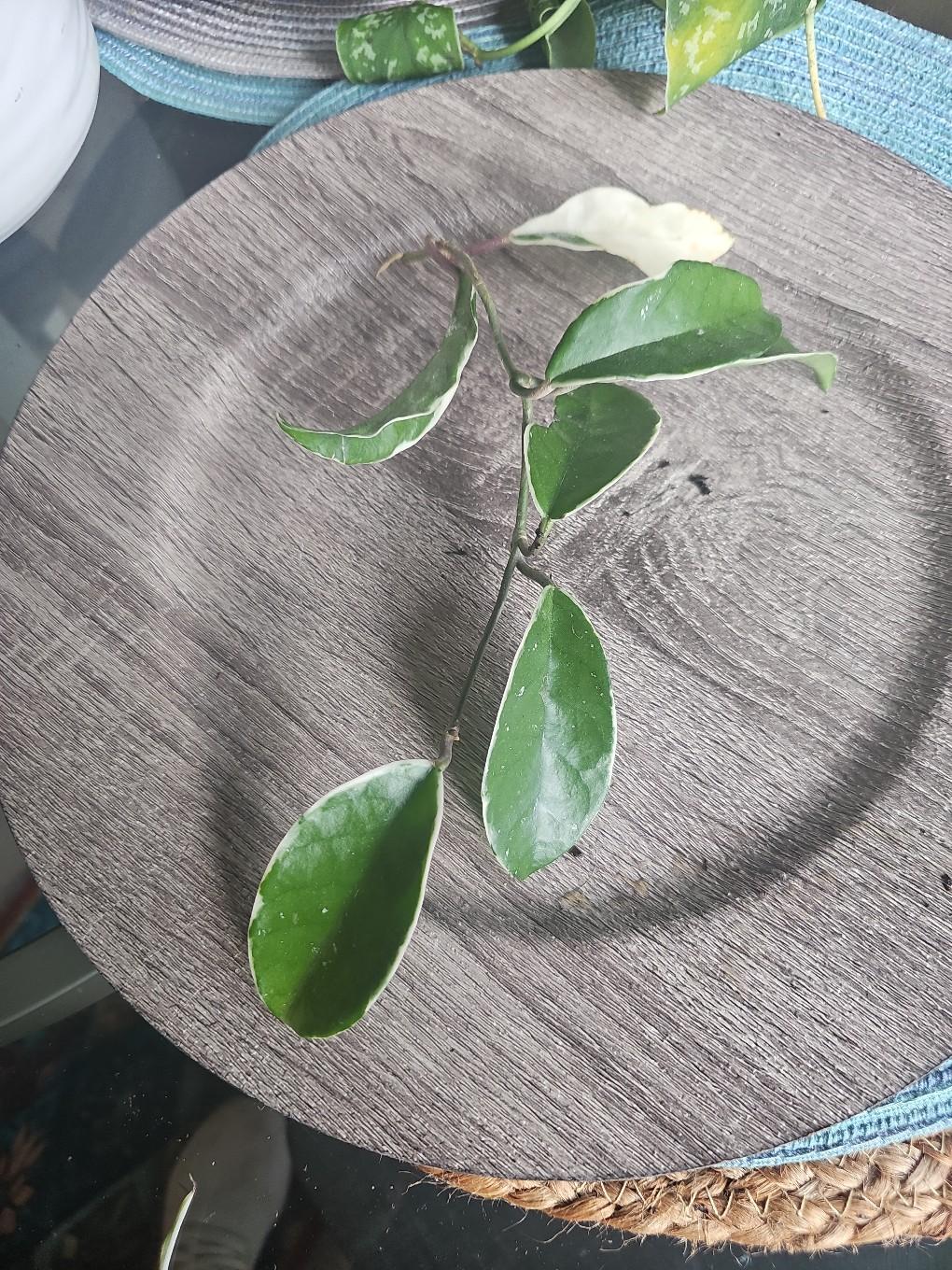 queen hoya - free shipping