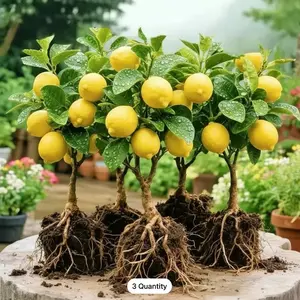 Live Lemon Plant in Pot Real Citrus Tree for Home Patio Garden Indoor or Outdoor Growing Fast Growing Yields Delicious Sweet Lemons Ideal for Potted Patio Gardens & Easy Care Gifts for Gardeners Vibrant Growth
