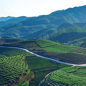 Chinese Style Jasmine Green Tea Loose Leaf Floral Aroma