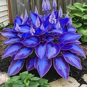 800 Hosta Seeds – Beginner-Friendly Garden Plants with Stable Long-Term Performance