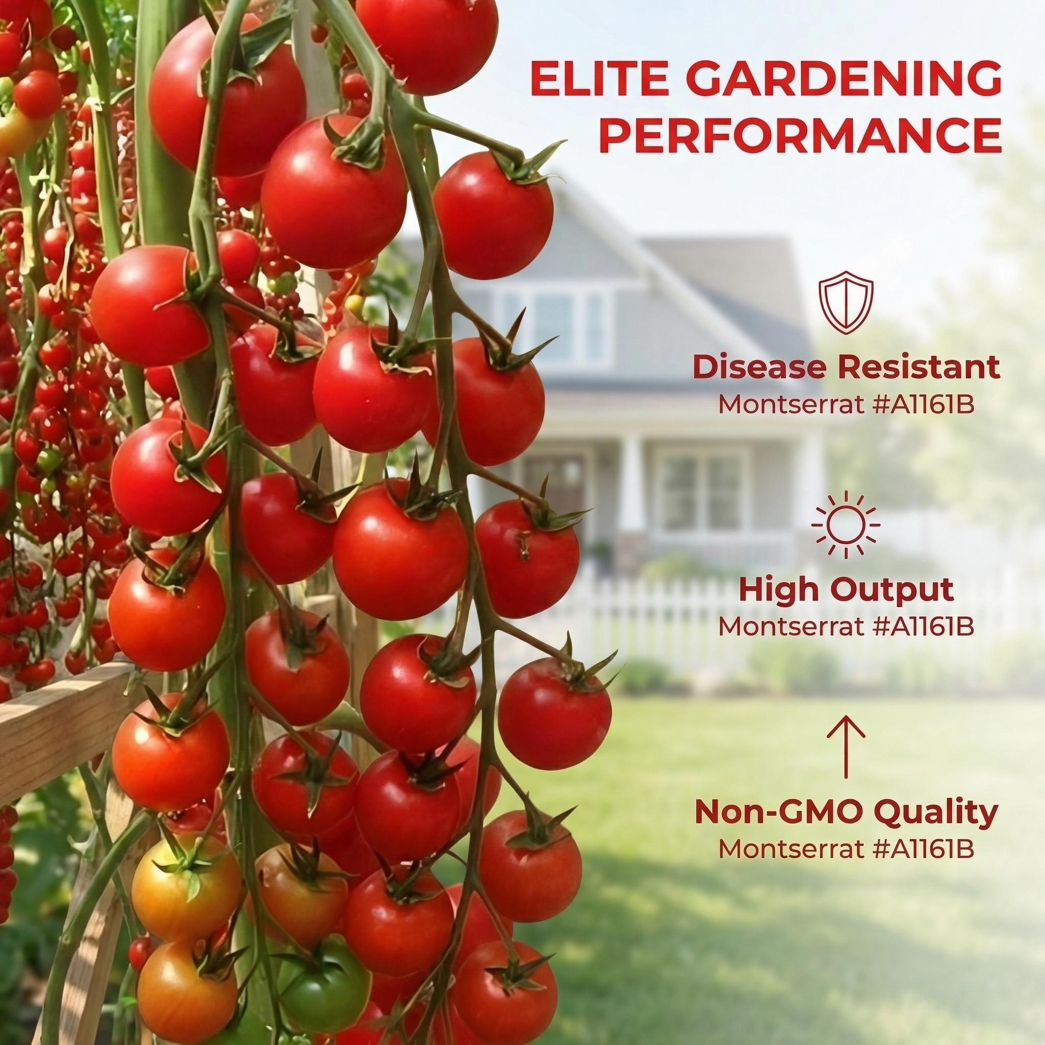 Waterfall tomato seeds, suitable for garden planting. These tomato seeds are suitable for potted, hanging basket, or ground planting, both indoors and outdoors. They are non-GMO vegetable seeds, suitable for home gardens, balconies, and backyards.