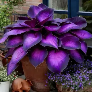 1000 PCS Hosta Seeds Suitable for Yards, Walkways, Garden Borders and Quiet Corners