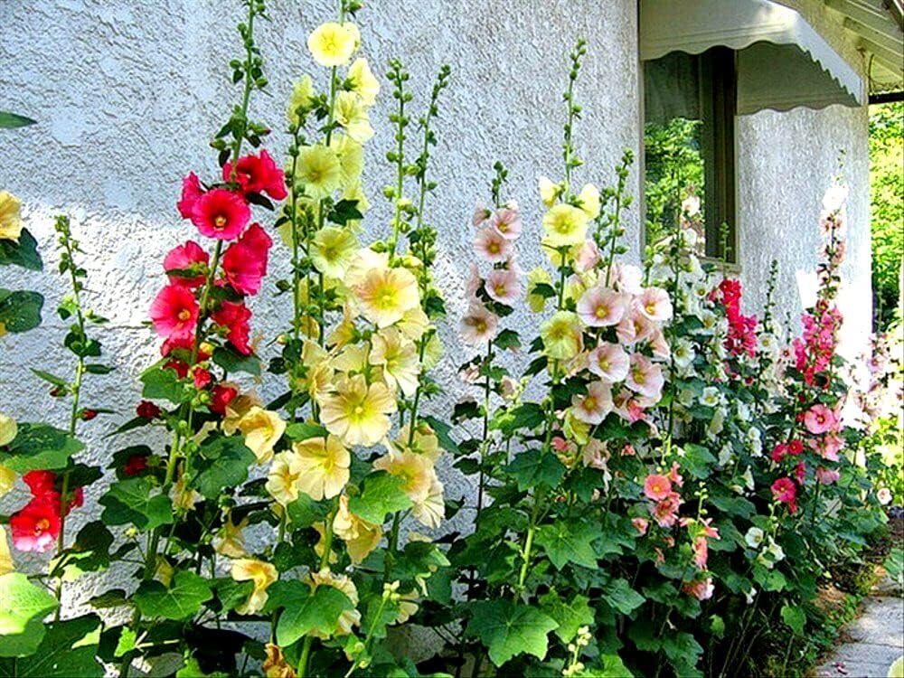 200 Pcs Hollyhock Seeds Carnival Mix Giant Mallow Double Hollyhock Flowers Seed Perennial Outdoor Home Garden Flower