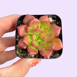 Sedeveria Letiza 2” Pot - Greenhouse Grown Succulent Plant in Container Shipped in Pictured Pot