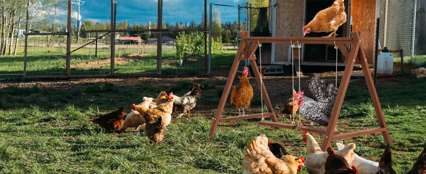 [5-year warranty] PETSFIT Chicken Roosting Bars for Hens with 2 Swings,Chickens Perch for Pet's Healthy and Play,Chicken Coop Accessories for 6-8 Chickens,Easy to Assemble and Clean