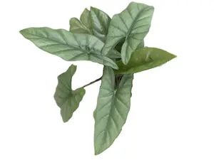 Alocasia heterophylla corazon (seedling)