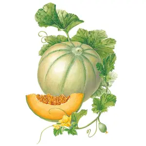 Charentais Cantaloupe Melon Seeds Charentais Cantaloupe Melon Seeds
