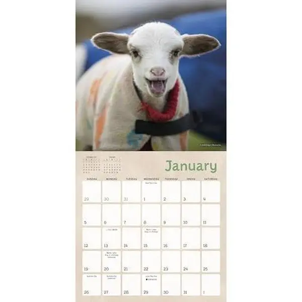 USED-Lambies in Jammies & Goats In Coats 2025 Mini Calendar, 7 x 7
