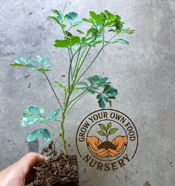 Organic Seed-Grown Rue (Ruta Graveolens, Ruda) Herb of Grace Live Plant - Backyard Garden Supplies for Home Remedies, Pollinator-Attract Zone 4-9 Plants That Attracts Pollinators