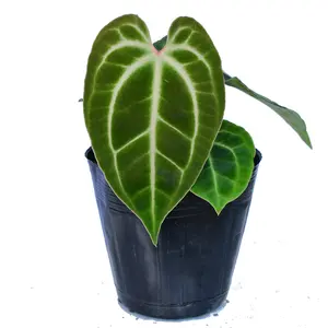 Anthurium besseae aff (seedling)