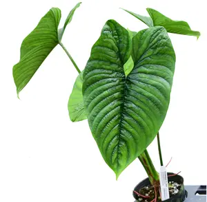 Philodendron furcatum (seedling)