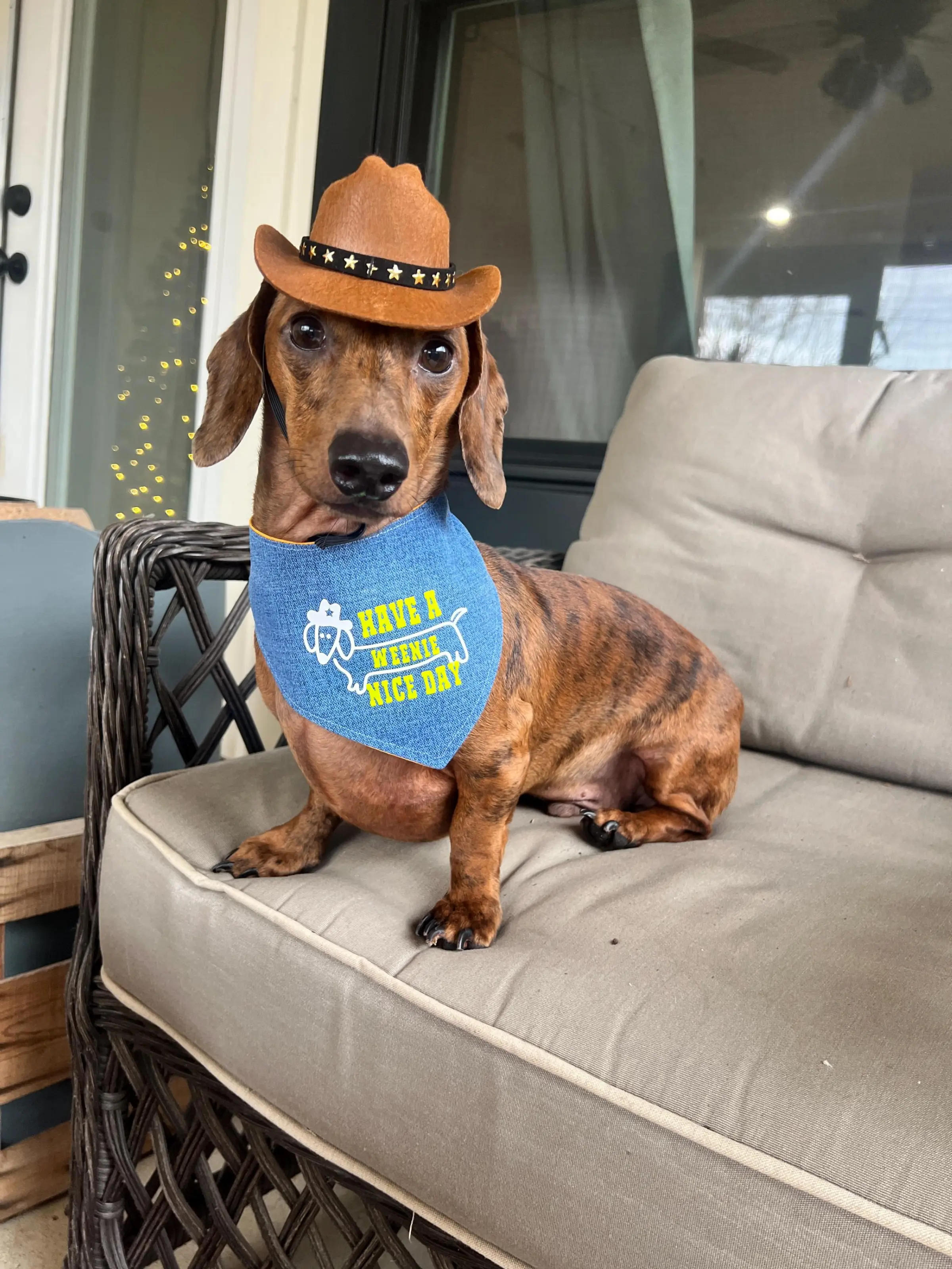 Adjustable Cowboy Hat for Dogs & Cats: Western Pet Outfit; Halloween Costume for Pets