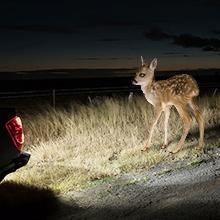 AUXITO 912 921 LED Bulbs for Backup Reverse Light Bulbs, 42-SMD 400% Brighter, 6000K White, Non-polarity 906 W16W T15 921 LED Bulb Direct Back Up Parking Light Replacement Lamp, Pack of 2