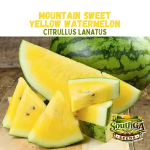 Mountain Sweet Yellow Watermelon Seeds (Citrullus lanatus) Mountain Sweet Yellow Watermelon Seeds (Citrullus lanatus)
