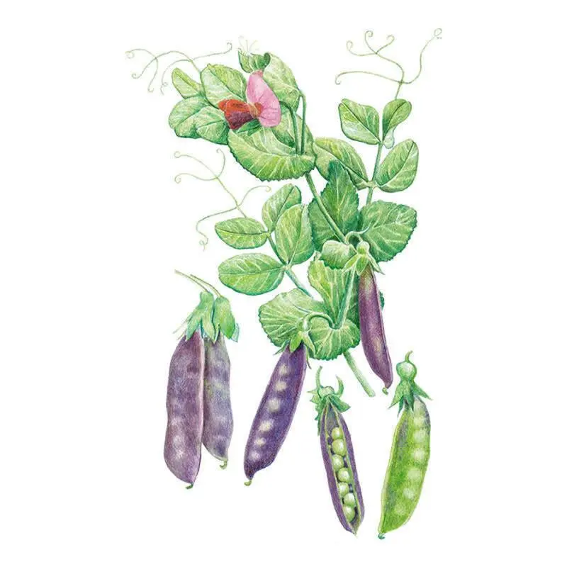 Stir Fry Garden