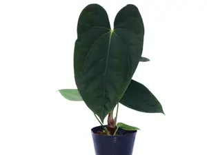 Anthurium Midnight Moon