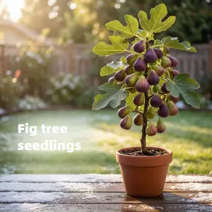 Fig Tree  Live Plant, Perennial Fruit Tree, Suitable for Outdoor Planting in Gardens, Courtyards and Terraces