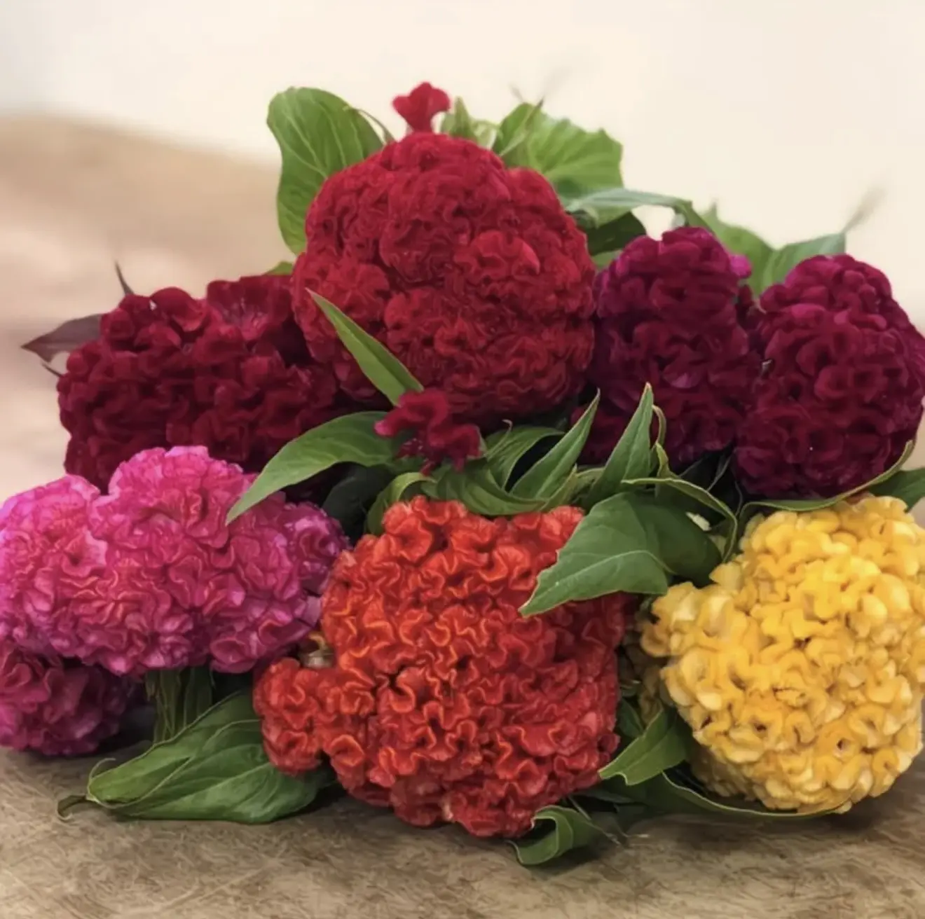 Bright red cockscomb flowers! Heat-resistant and easy to care for, the courtyard balcony turns into a festive sea of flowers! Lazy people must take cockscomb seeds  soil to live, long flowering period, beautiful appearance!