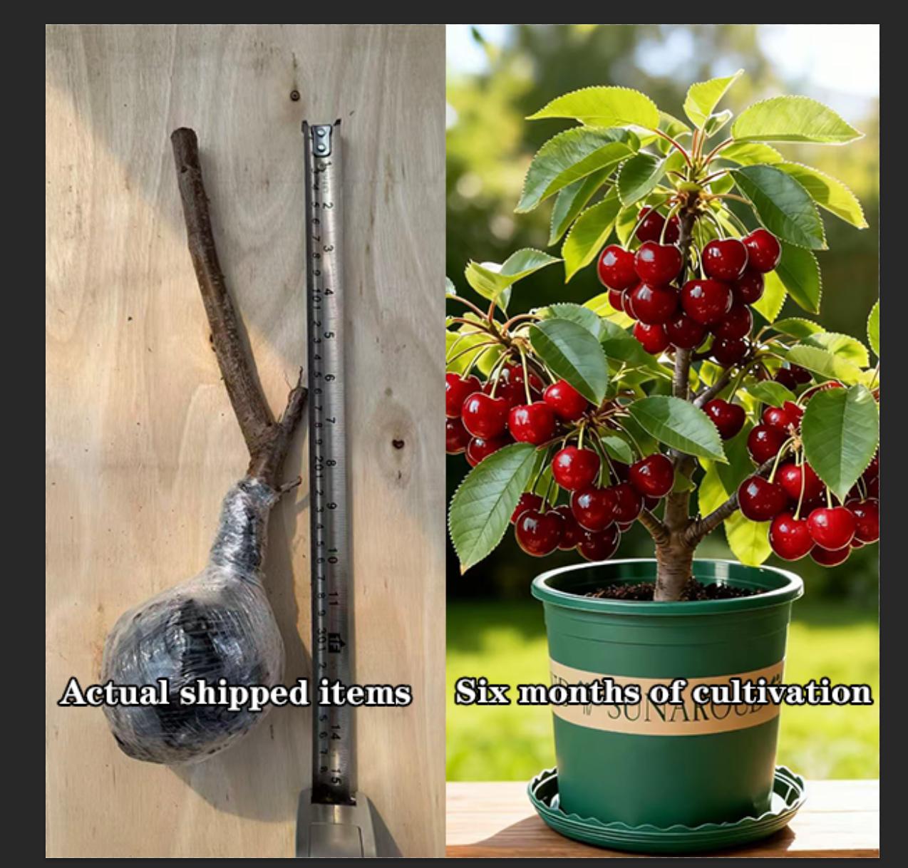 /Heirloom Non-GMO Cherry Live Plant Seedlings – Farm Grown Fruit Tree Starter for Home Gardens, Fast Growing High Yield /Heirloom Non-GMO Cherry Live Plant Seedlings – Farm Grown Fruit Tree Starter for Home Gardens, Fast Growing High Yield