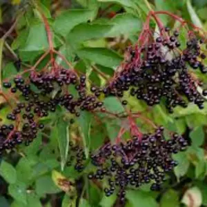 Hardy American Elderberry Plants (Sambucus Canadensis)
