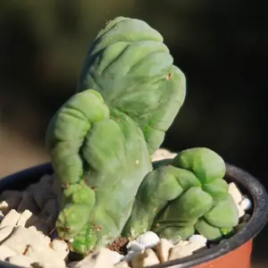 Crested Penis Cactus ‘Trichocereus bridgesii Crested’