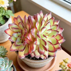 Echeveria ‘Crimson Flame’ 3-3.5 Double-Head Succulent | Cute Light-Green Live Bare-Root Plant | Holiday Decor | Home Office Party Decoration | Easy Care Succulent Mini Plug Garden Starter Kit