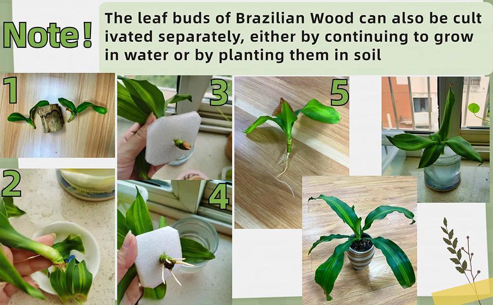 2026 New Brazilian Lucky Tree Live Plant – Indoor Easy Care Lucky Wood, Wealth & Good Fortune Symbol, Decorative Houseplant with Mysterious Doll & Base, Beginner-Friendly Brazilian Lucky Wood for Home, Office, Desk, Feng Shui Decor & Unique Gift