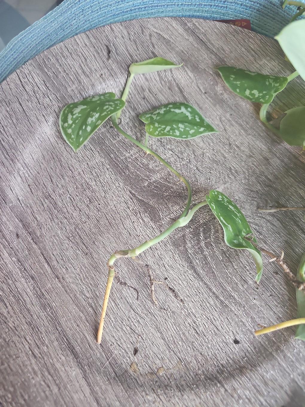 silver pothos rooted - free shipping