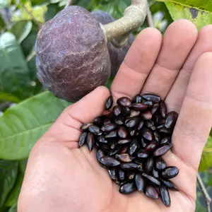Annona Reticulata Seeds - (Red Custard Apple Seeds)
