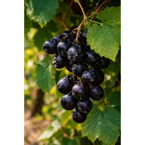 Noble Muscadine Grape Vine – 2-Year Bare Root Grape Plants – Ideal for Wine & Juice Production – Vigorous & Self-Fertile Vine – From Hand Picked Nursery