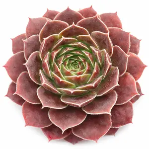 Sempervivum heuffelii 'Cherry Glow'