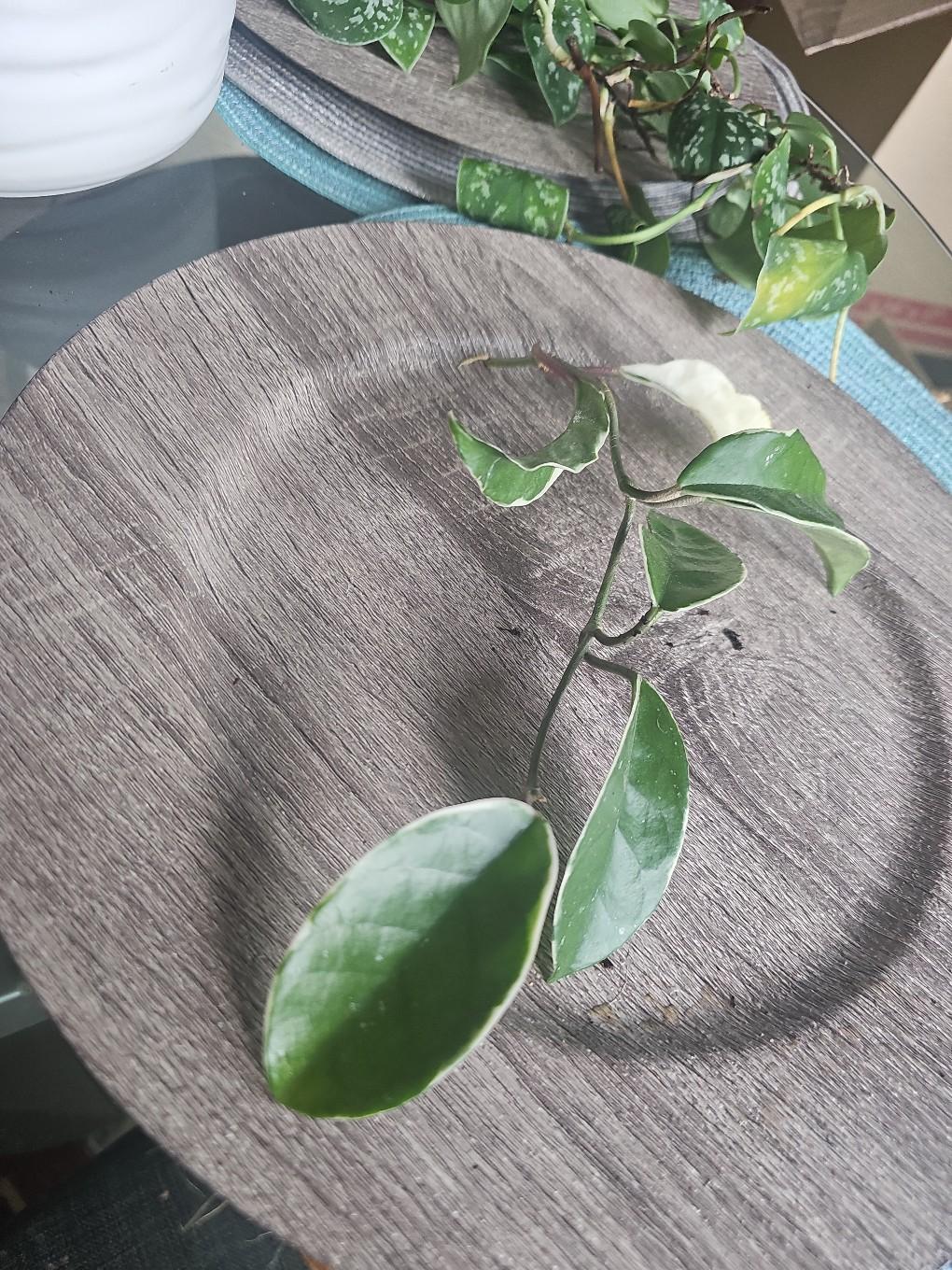 queen hoya - free shipping