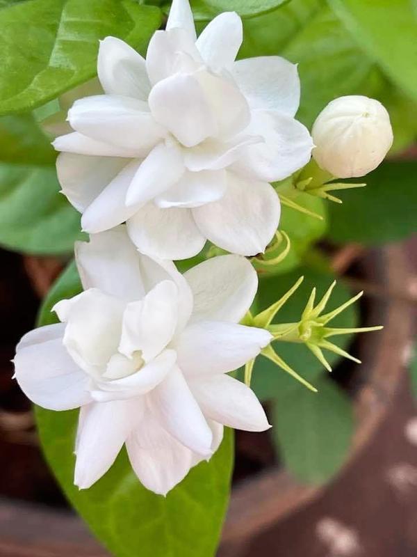 50+ Climbing Jasmine Flower Seeds Fragrant Plant for Planting Garden Home Four Seasons Evergreen Silver Jasmine Garden Balcony Climbing Flower Non-GMO