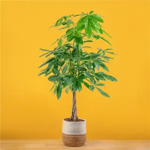 Money Tree | large