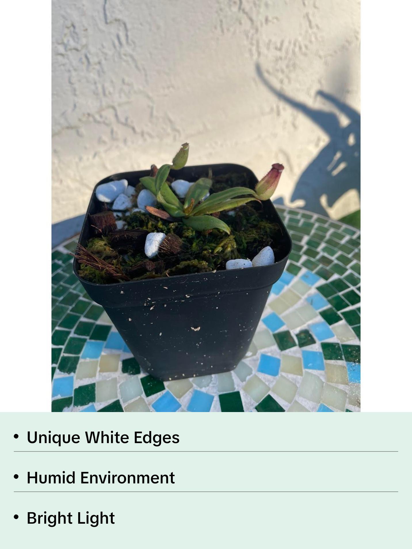 Nepenthes Albomarginata in a 3.5" pot